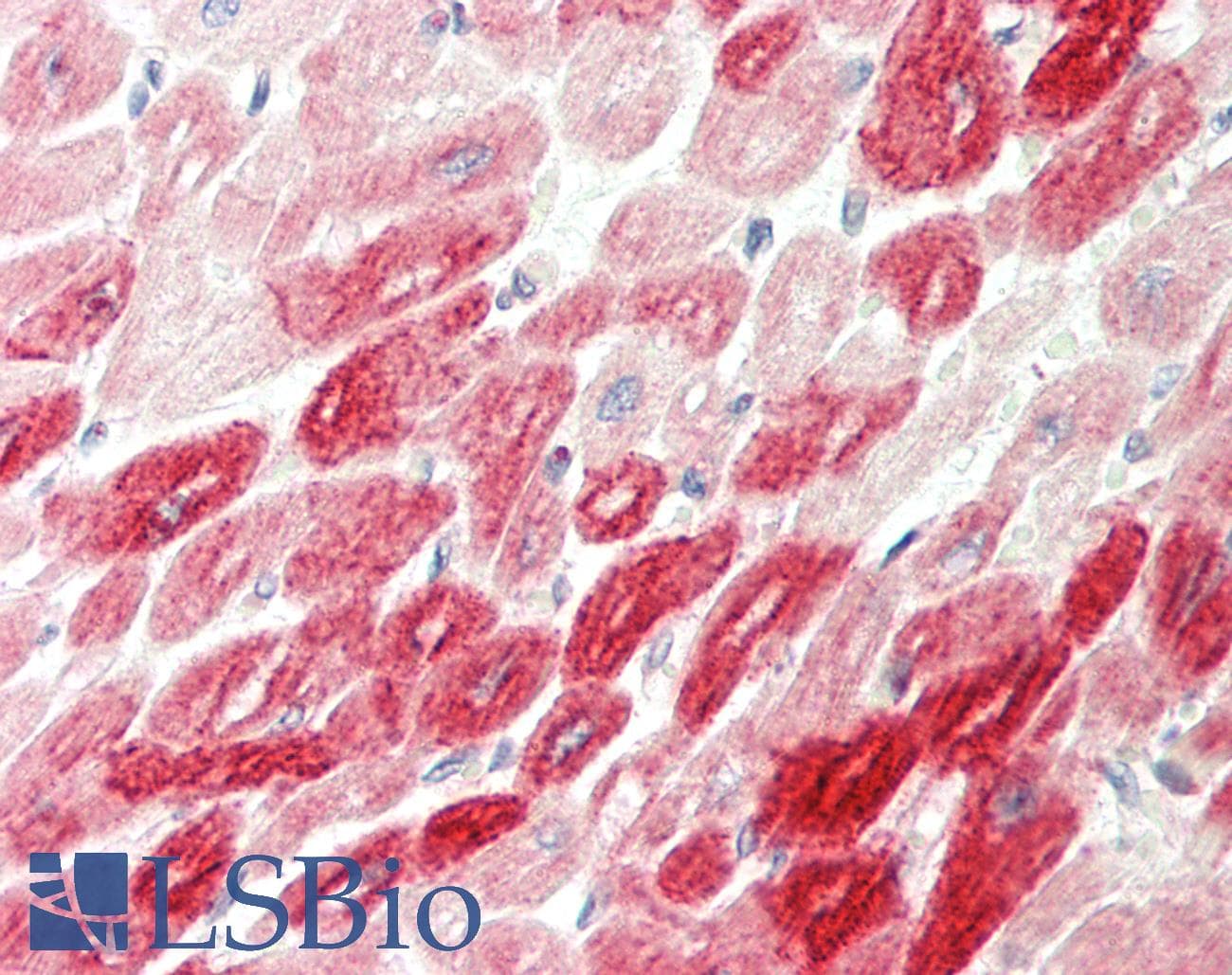 ICA69 / ICA1 Antibody (C-Terminus)