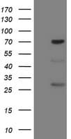 FMR1 / FMRP Antibody (clone OTI2C3)