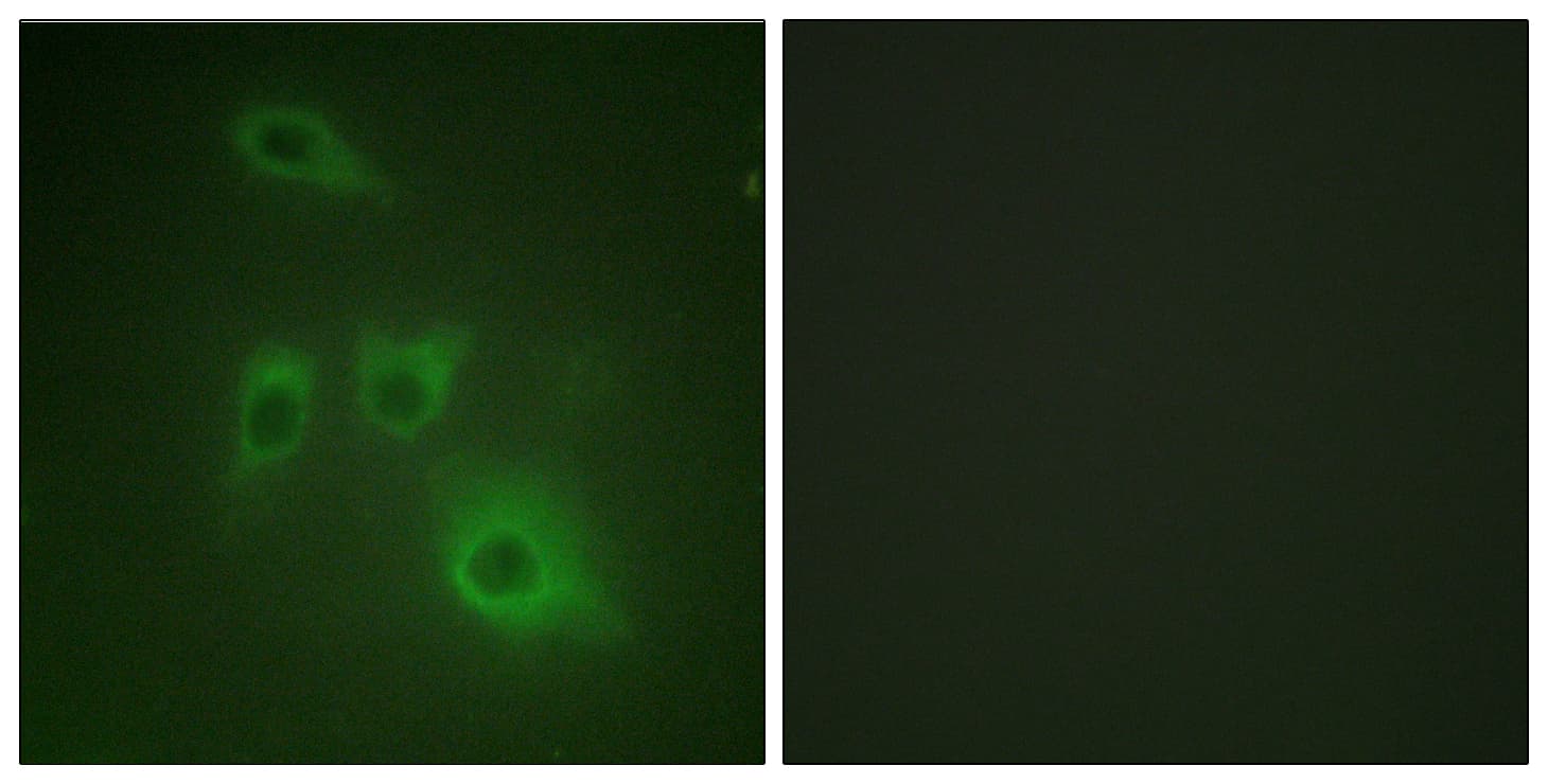 Polyclonal Rabbit anti-Human HSP90AB1 / HSP90 Alpha B1 Antibody (aa201-250, IF, WB)