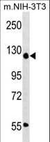 ADNP Antibody (aa831-860)