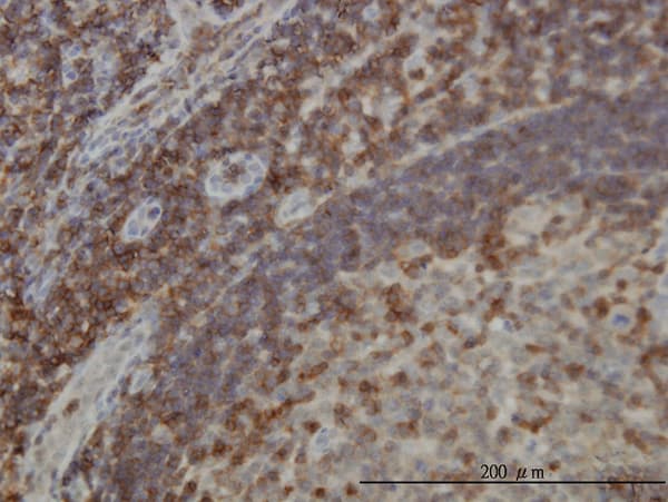 DEF6 Antibody (clone 1F2)