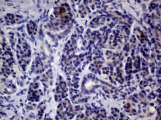 IL24 Antibody (aa52-206, clone OTI4H4, Carrier-free)