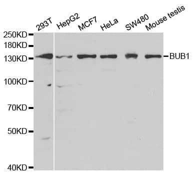 BUB1 Antibody