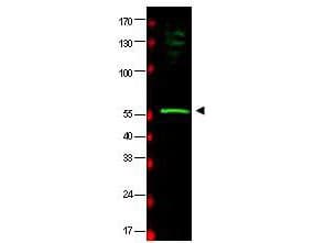 IHC-plus™ Polyclonal Goat anti-Human RAD23B / HR23B Antibody (aa155-180, IHC, WB)
