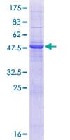 Human TMCO6 Protein (Recombinant GST)