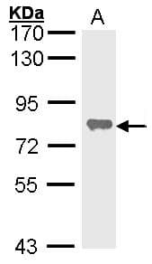 IHC-plus™ ALPL / Alkaline Phosphatase Antibody (aa1-359)