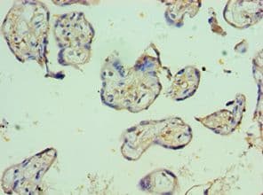 PVR / CD155 Antibody (aa220-345)