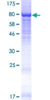 Human WDR23 / DCAF11 Protein (Recombinant GST)