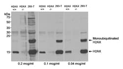 IHC-plus™ H2AFX / H2AX Antibody (C-Terminus)