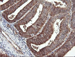 RAB30 Antibody (clone OTI4B9)