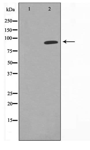 Polyclonal Rabbit anti-Human CDK19 / CDK11 Antibody (WB)