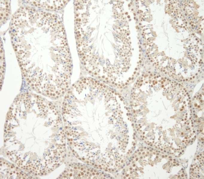 HNRNPUL1 Antibody (aa50-100)