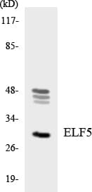 Polyclonal Rabbit anti-Human ELF5 Antibody (aa166-215, WB)