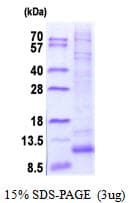 Human GNG12 Protein (Recombinant His)