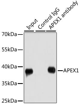 APEX1 / APE1 Antibody