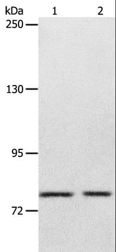 IHC-plus™ ABCB6 Antibody