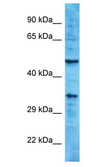 OR10A2 Antibody (aa205-254)