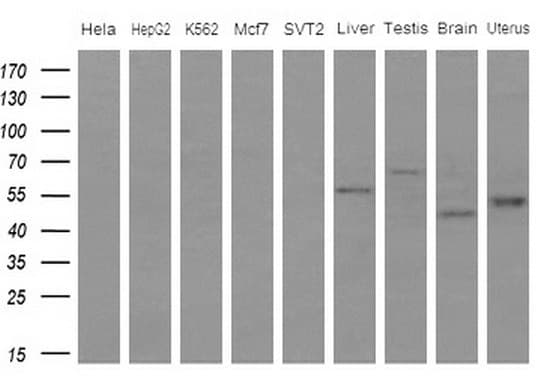 IDO2 / INDOL1 Antibody (clone OTI4B3)