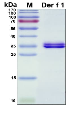 Dermatophagoides farinae Dermatophagoides DerF1 Protein (Recombinant His, N-Terminal)