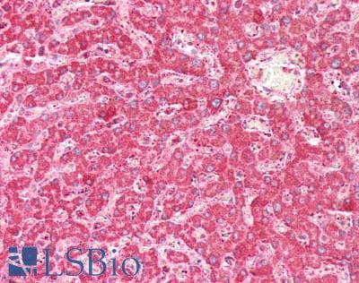 FXN / Frataxin Antibody (aa57-198)