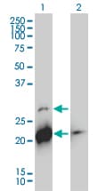 BID Antibody (clone 3F3-1A3)