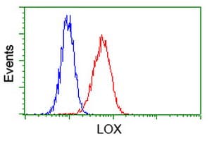 LOX / Lysyl Oxidase Antibody (clone OTI6B7)