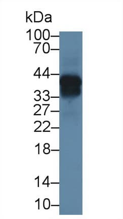 Osteonectin / SPARC Antibody (aa18-302)