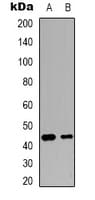 JUN / c-Jun Antibody (Internal)