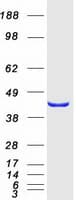 Human PSMD13 Protein (Recombinant Myc-DDK (Flag))
