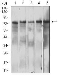 IL10RB Antibody (clone 5B3F2)