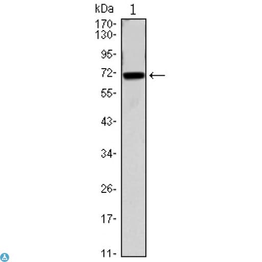 CDC27 Antibody