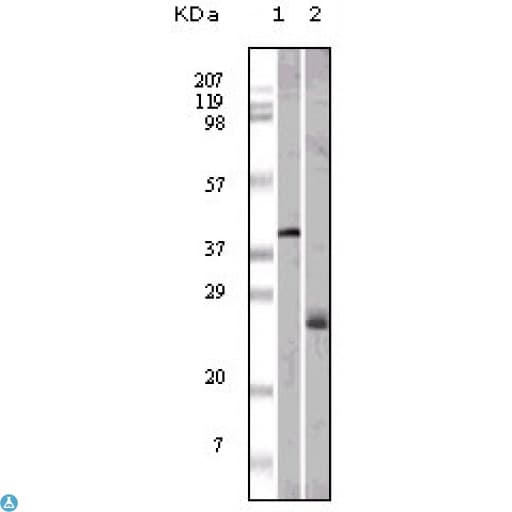 APOM / Apolipoprotein M Antibody