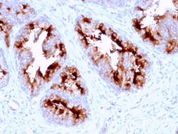 Monoclonal Mouse anti-Human FOLH1 / PSMA Antibody (clone FOLH1/2363, Azide-free,BSA-free, IHC, WB)