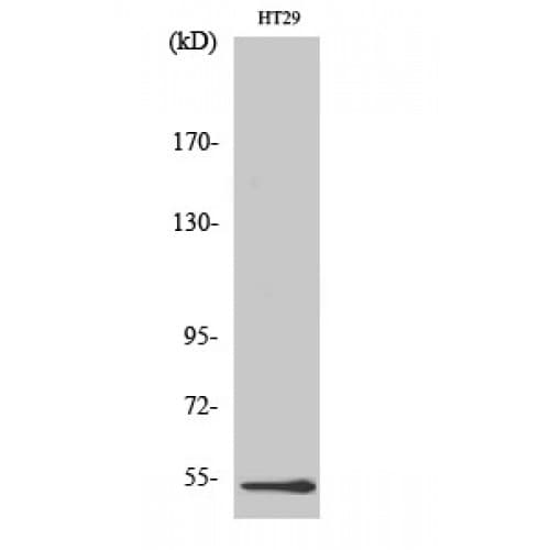 Polyclonal Rabbit anti-Human DDX19B Antibody (10-90 aa, N-terminal, IHC, WB)
