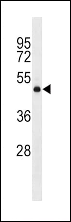 DRD2 / Dopamine Receptor D2 Antibody (aa307-336)