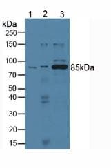 cPLA2 Antibody (aa563-749, clone C1, Cy3)