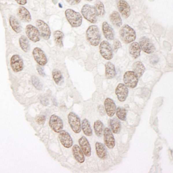 CCNL1 / Cyclin L1 Antibody (aa350-400)