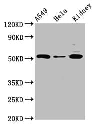 HYPE / FICD Antibody