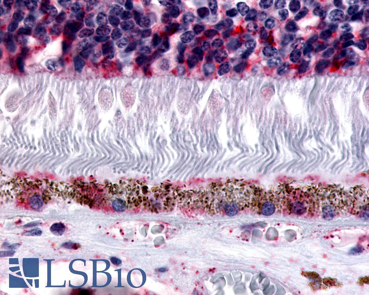 PathPlus™ Polyclonal Rabbit anti-Human MTNR1B / MT2 Antibody (Extracellular Domain, IHC)