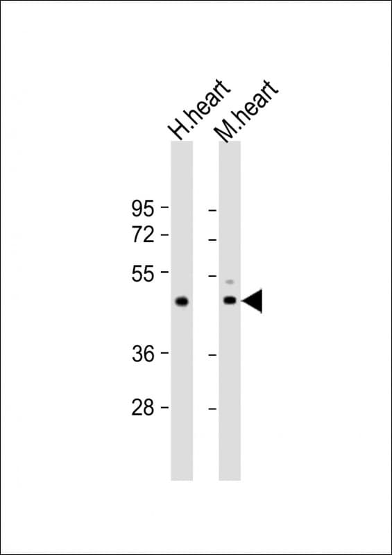 TPRA1 / GPR175 Antibody (aa16-47)