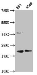 Polyclonal Rabbit anti-Human HIST1H1C Antibody (WB)