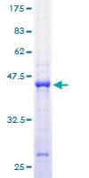Human MRPL23 Protein (Recombinant GST)