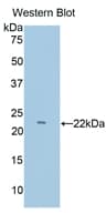 CD2 Antibody (aa27-203, Cy3)