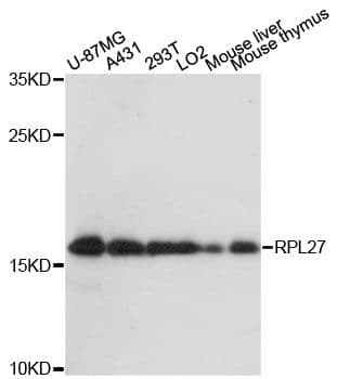 RPL27 / Ribosomal Protein L27 Antibody