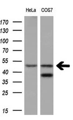 CD34 Antibody (aa312-385, clone OTI11E1)