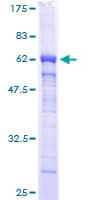Human POLR2C Protein (Recombinant GST)