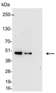 His Tag Antibody (HRP)