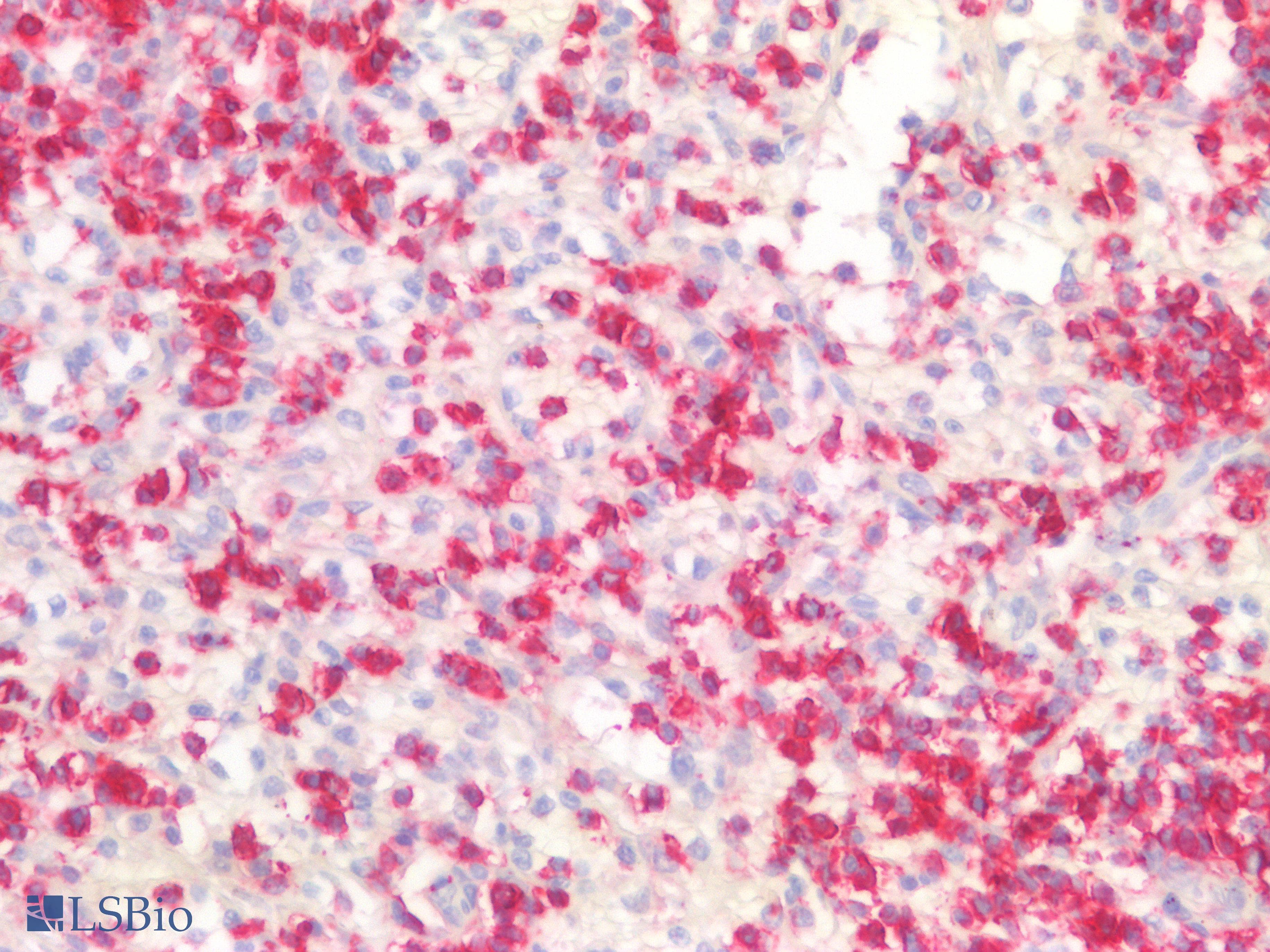 PathPlus™ CD45RB Antibody (aa79-88, clone MEM-143)