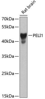 Polyclonal Rabbit anti-Human PELI1 / Pellino 1 Antibody (WB)