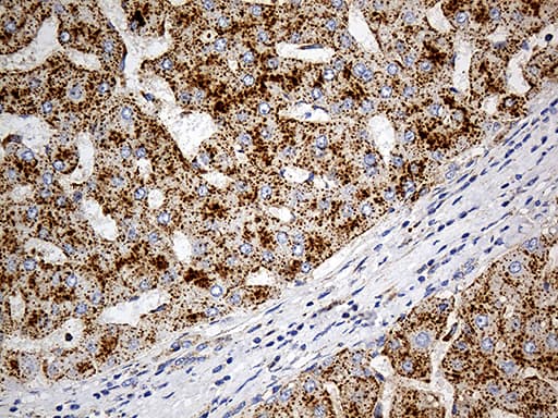LAMP1 / CD107a Antibody (aa29-382, clone OTI8B1)